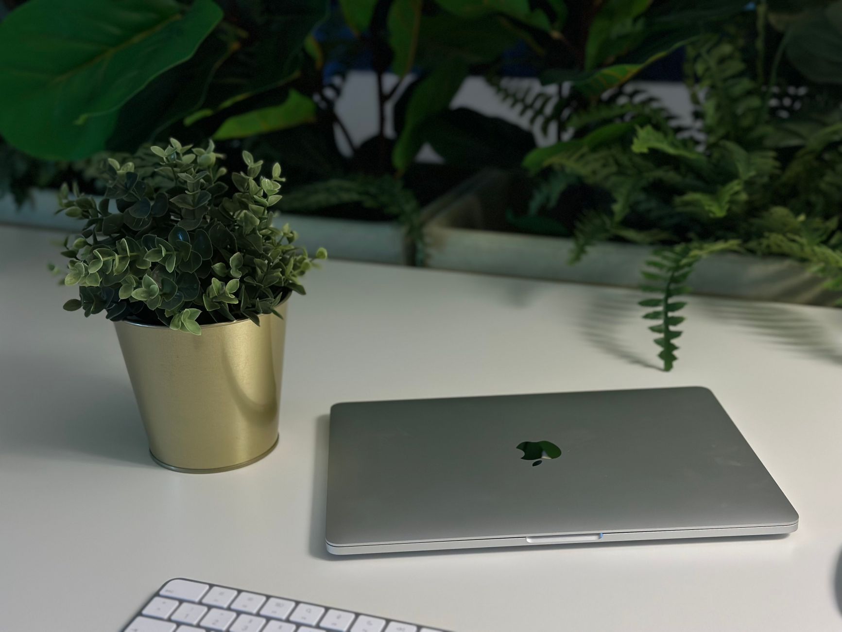 En bærbar computer og en potteplante på et hvidt skrivebord